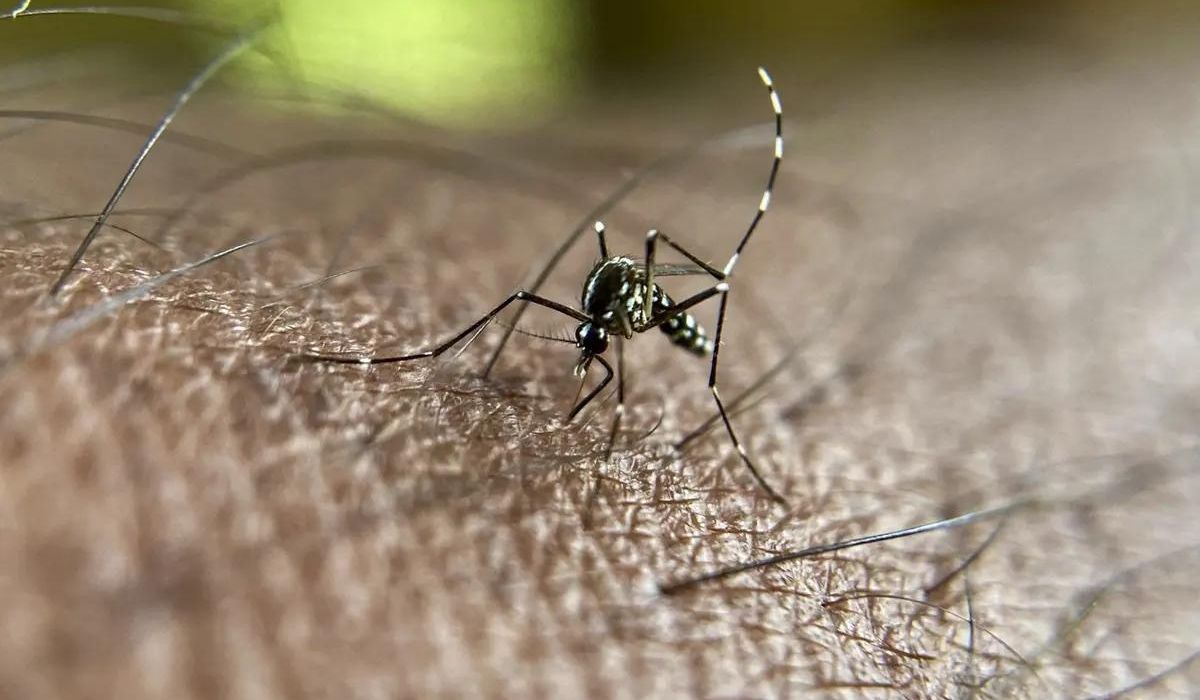 Italy Reports its First Indigenous Case of Dengue Fever this Year